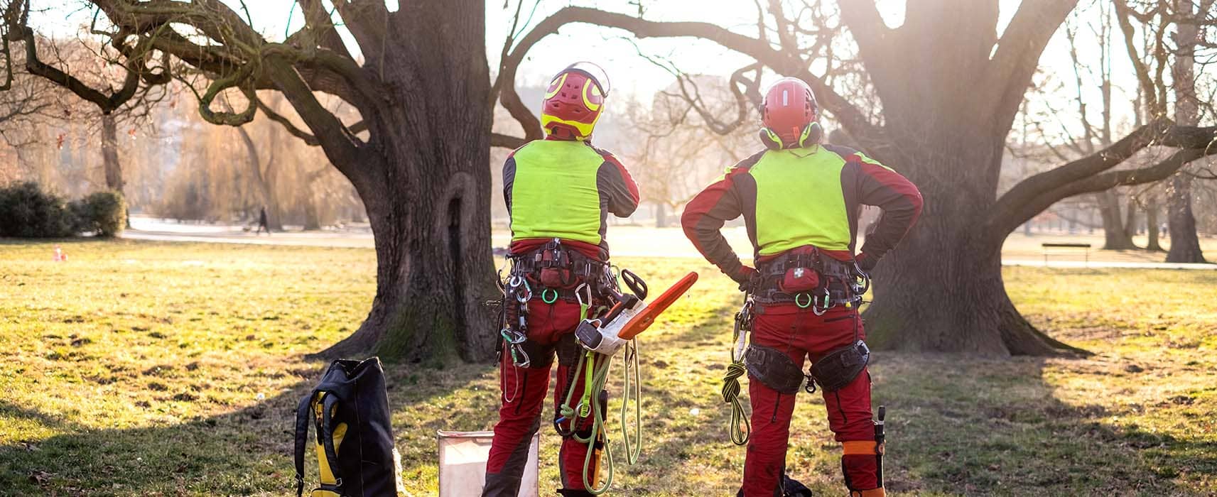 Tree Services, Arborist and Tree Cutting Services