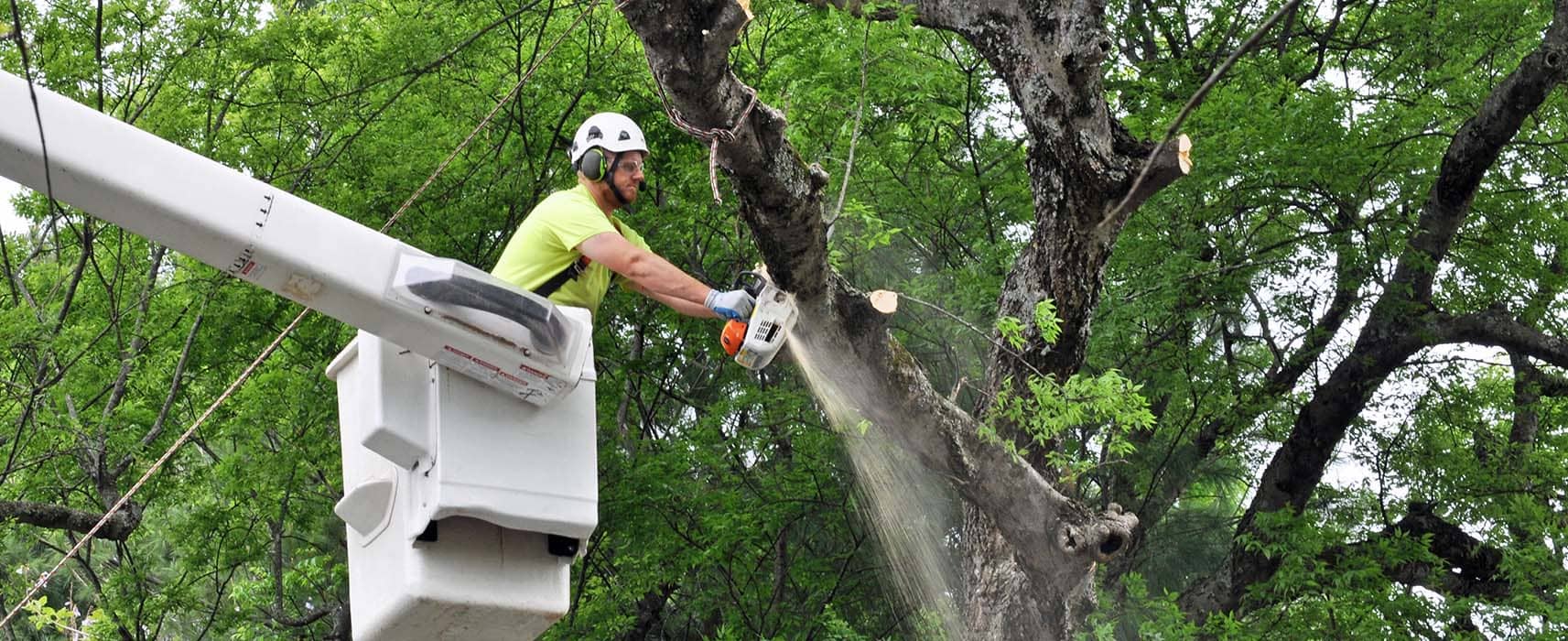 Tree Services, Arborist and Tree Cutting Services